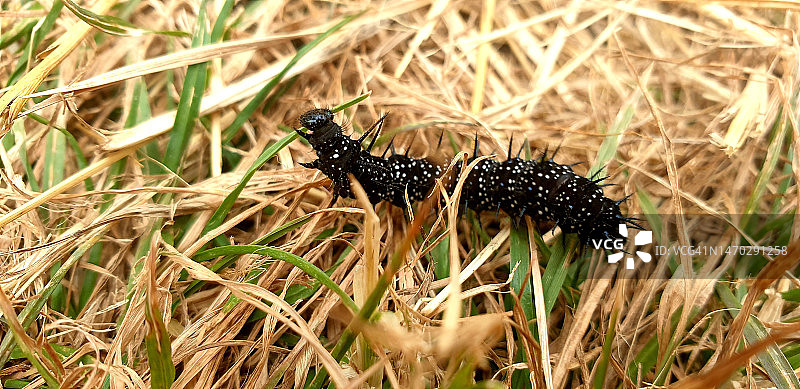 英国植物上的昆虫特写图片素材