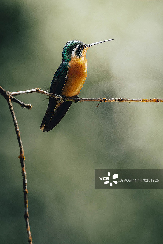 近距离观察栖息在树枝上的热带蜂鸟，哥斯达黎加图片素材