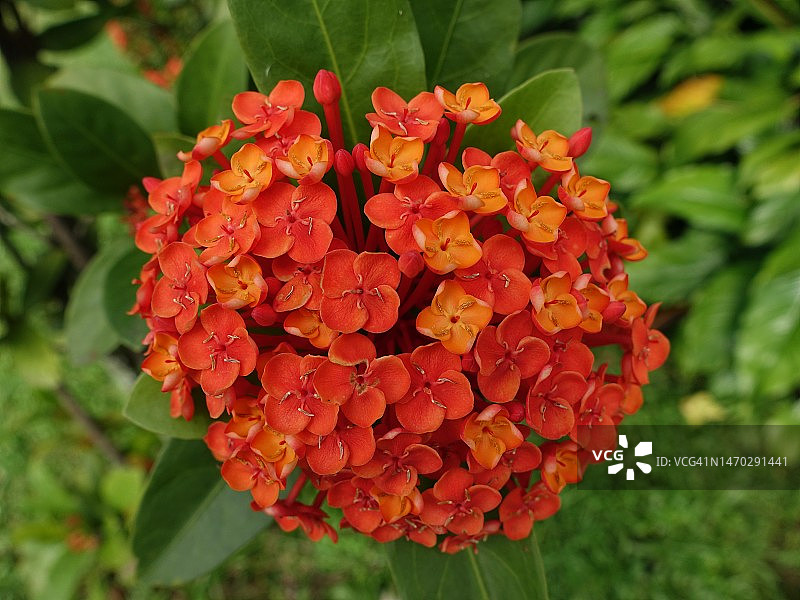 红色开花植物特写，印度尼西亚图片素材
