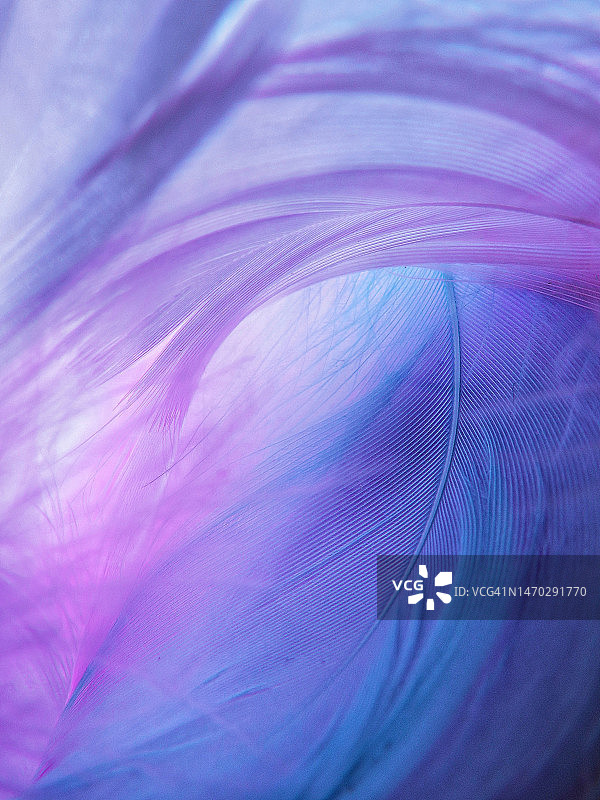 印度尼西亚的羽毛特写图片素材