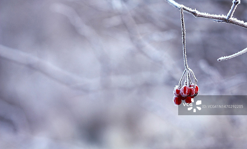 印度尼西亚树上的装饰品特写图片素材