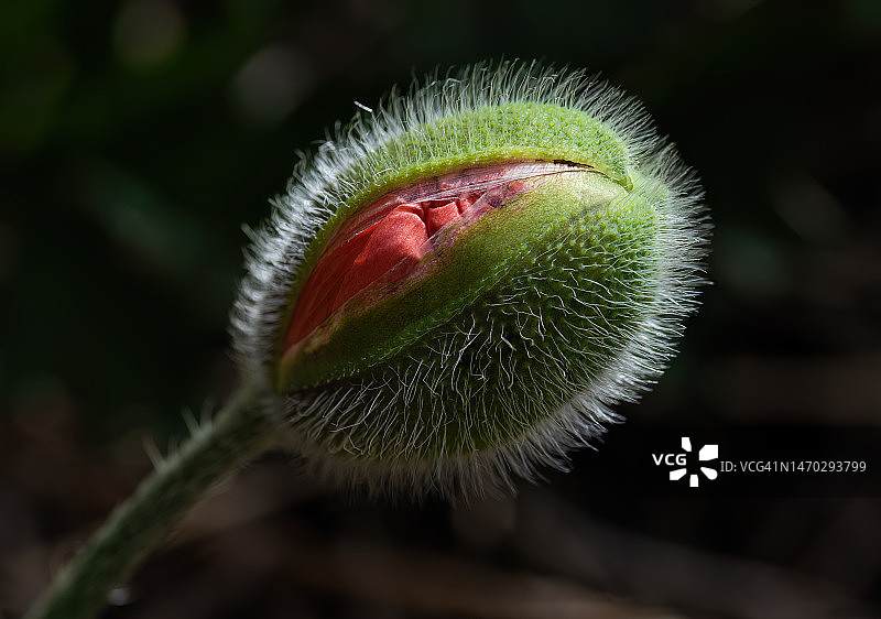 花蕾特写，英国图片素材