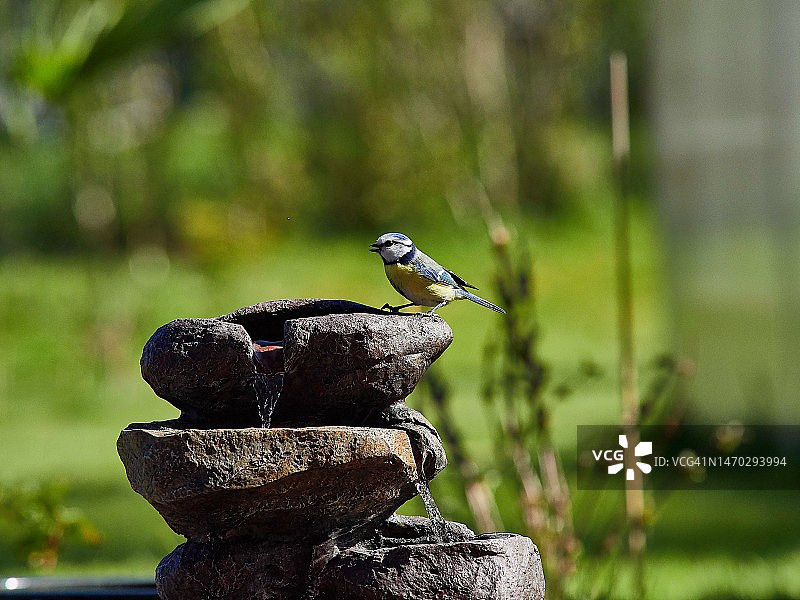 近距离拍摄栖息在石头上的大山雀，德国图片素材