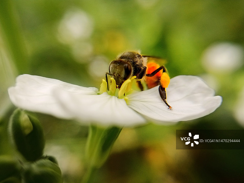 蜜蜂在花上授粉的特写图片素材