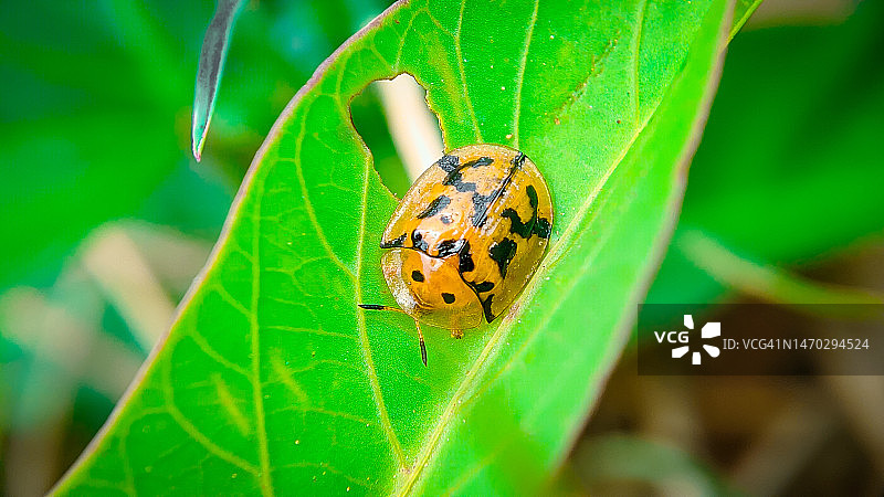 叶子上昆虫的特写图片素材
