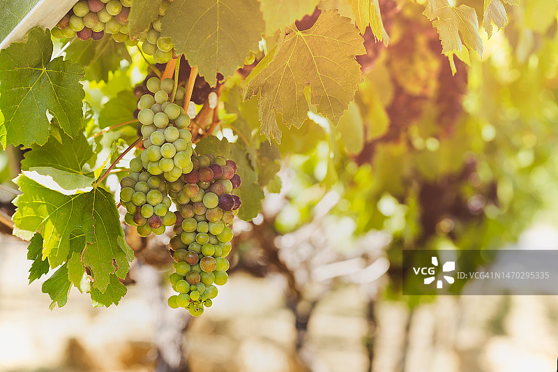 泰国葡萄藤上的绿色葡萄图片素材