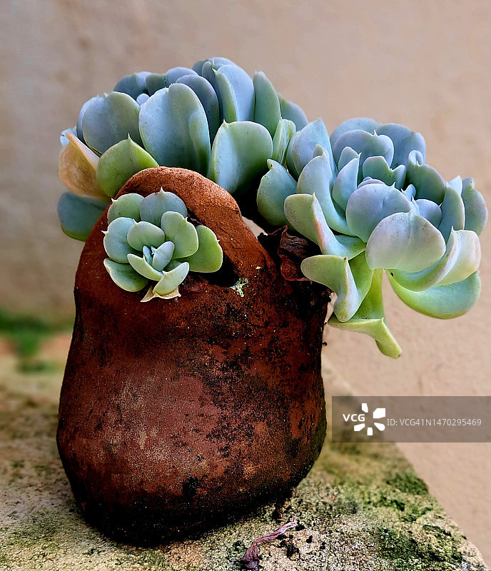 多肉植物特写图片素材