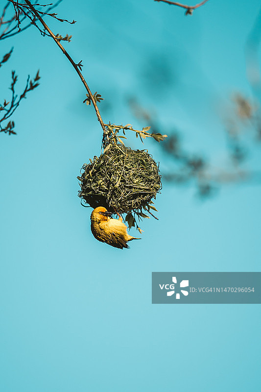 印度尼西亚织布鸟栖息树上的低角度景观图片素材