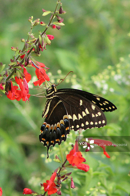 特写：蝴蝶在印度尼西亚红色花朵上采蜜图片素材