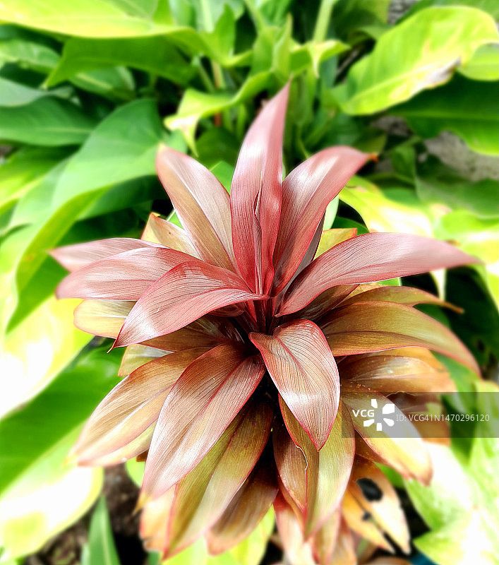 红色开花植物特写，印度尼西亚图片素材