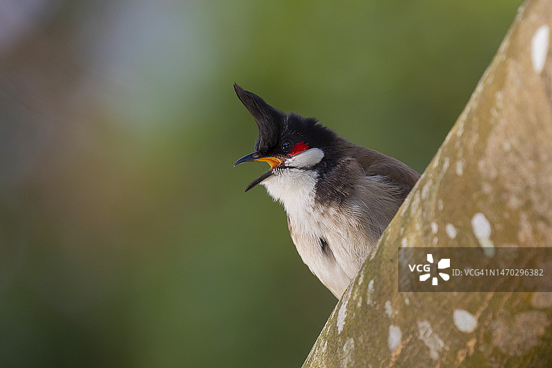 栖息在树上的热带鸣禽特写，香港青衣公园图片素材