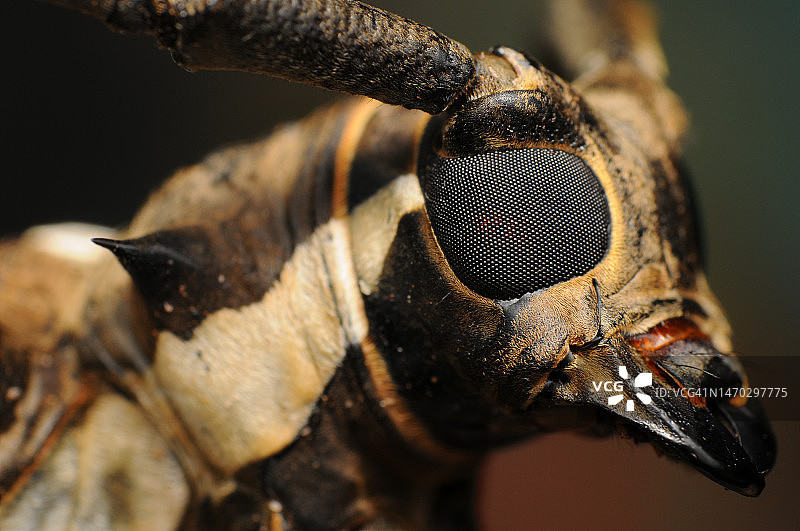 昆虫特写，菲律宾图片素材