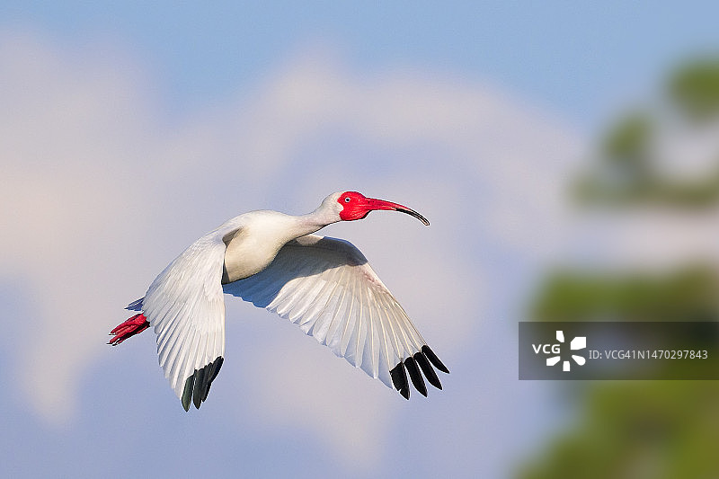 美国佛罗里达州迈尔斯堡：仰视视角下的鹮飞行图片素材
