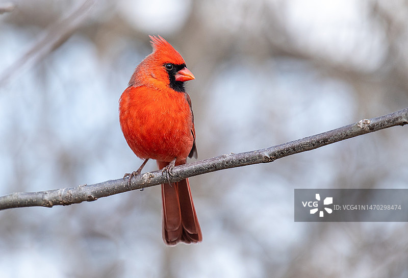 雄性北美红雀栖息在树枝上图片素材