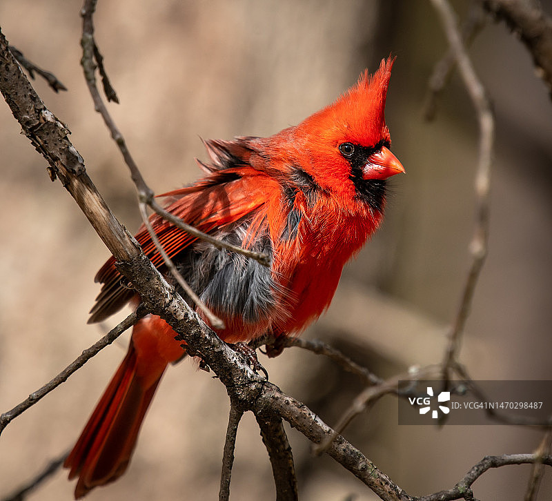 雄性北美红雀栖息在树枝上图片素材