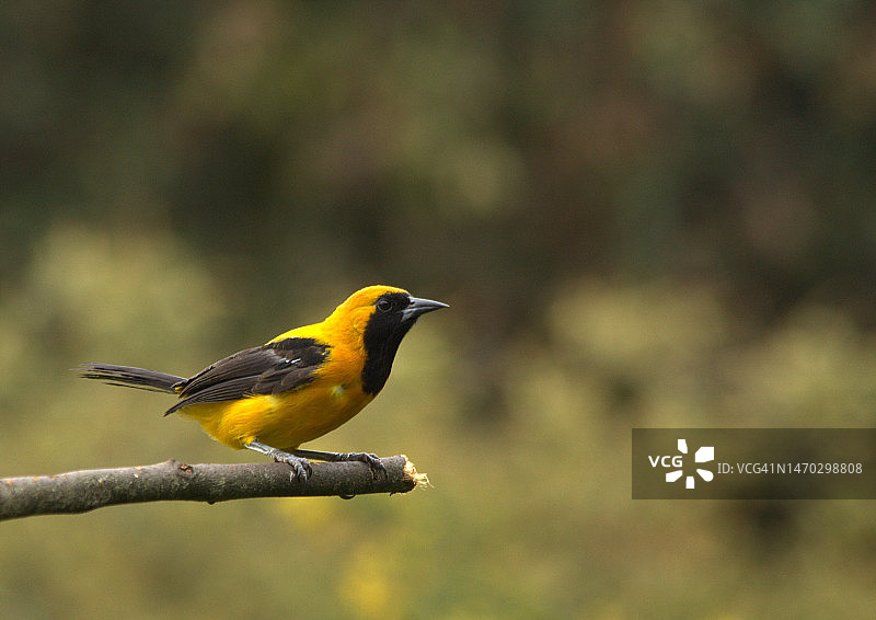 哥伦比亚塔比奥：栖息在树枝上的歌莺特写图片素材