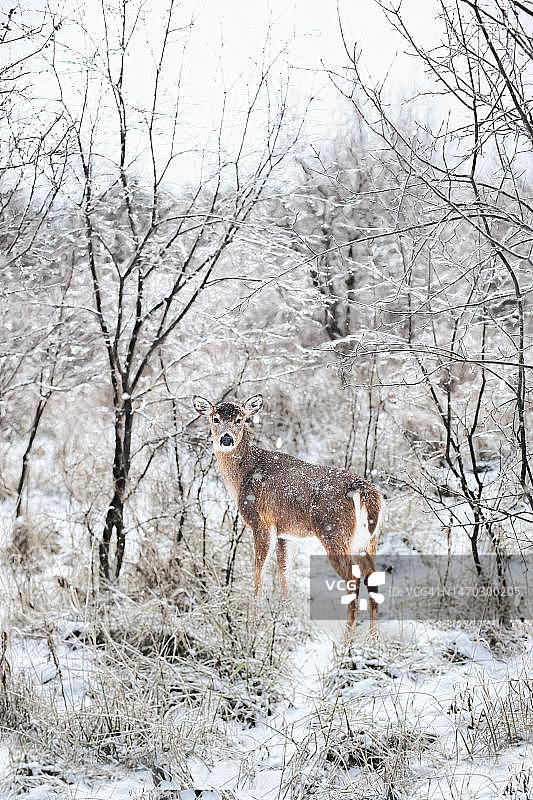 驯鹿在雪地行走侧视图图片素材