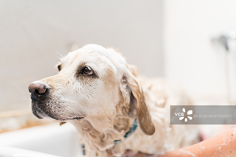 用洗发水给拉布拉多犬洗澡的人图片素材