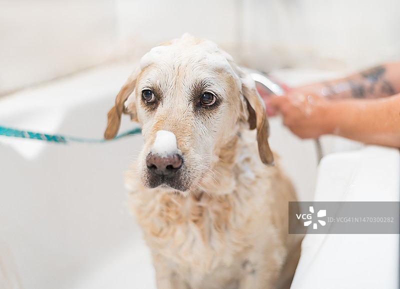 宠物狗在洗澡时被兽医清洗图片素材