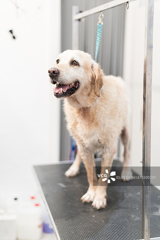 宠物美容院里的小狗图片素材