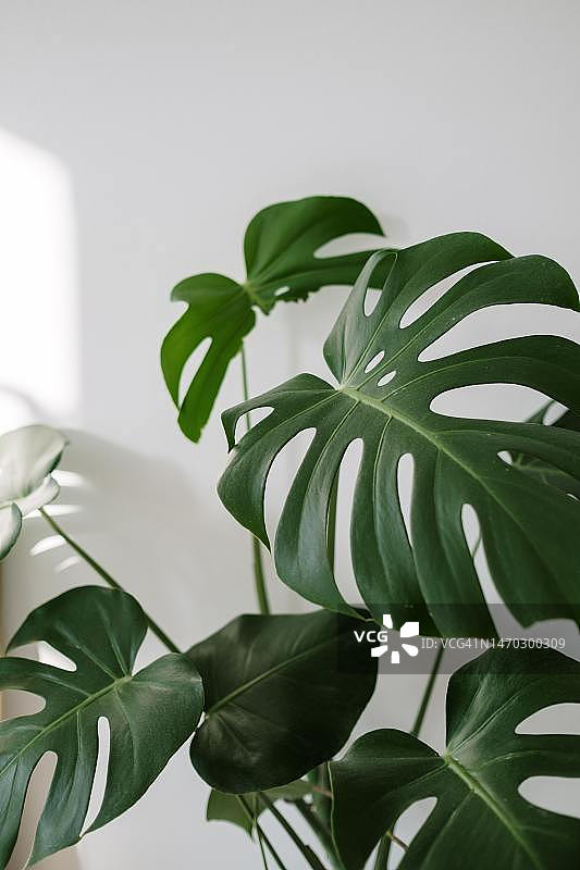 马来西亚墙边的植物特写图片素材