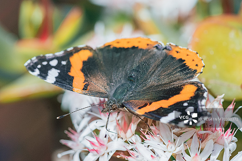 意大利花朵上授粉的蝴蝶特写图片素材