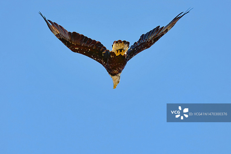 低角度仰望雄鹰翱翔于加利福尼亚州蓝天图片素材