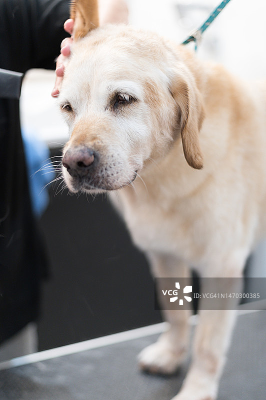 工人在宠物美容店为狗美容图片素材