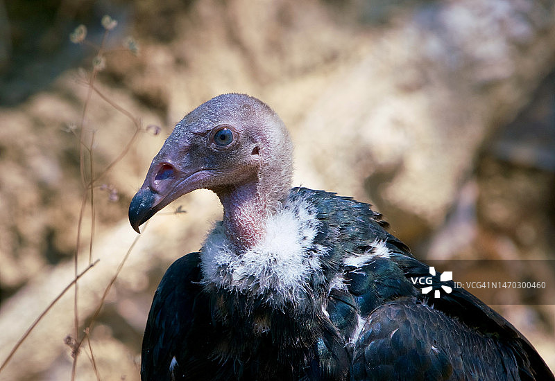 兀鹫栖息在美国加利福尼亚州格罗夫兰户外的特写图片素材