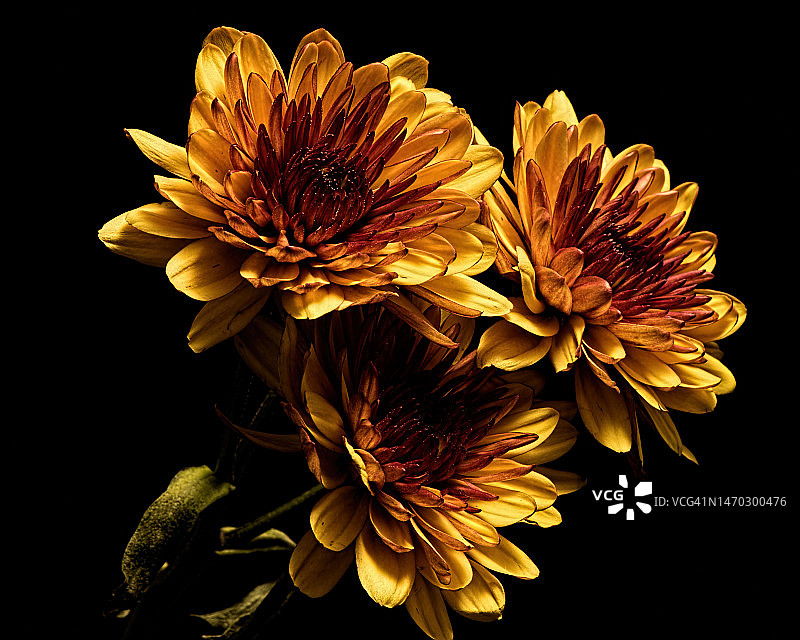 黑色背景下的花朵特写图片素材