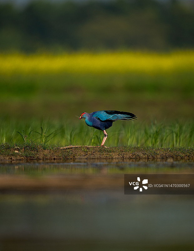 印度田野里的水鸡特写图片素材
