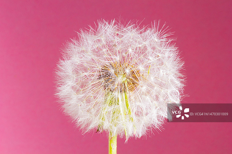 红色背景下的蒲公英特写图片素材