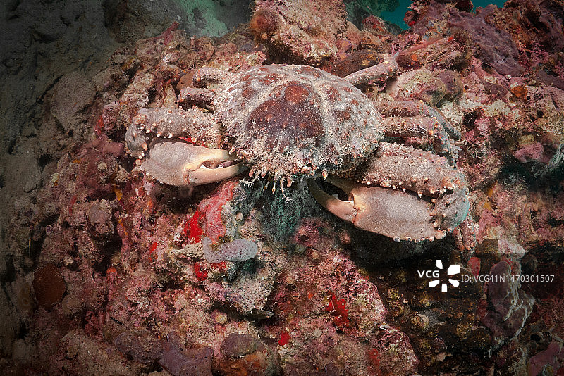 巴拿马博卡斯德尔托罗省：海中的螃蟹（高角度拍摄）图片素材