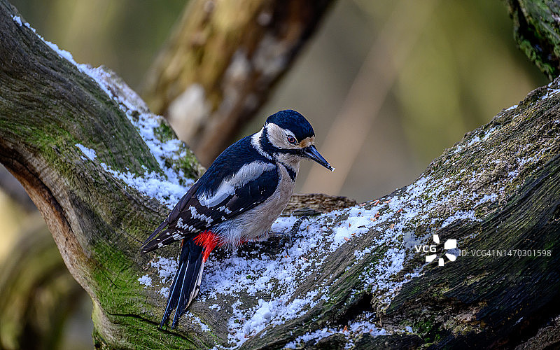 啄木鸟栖息在树干上的特写，英国斯温顿图片素材