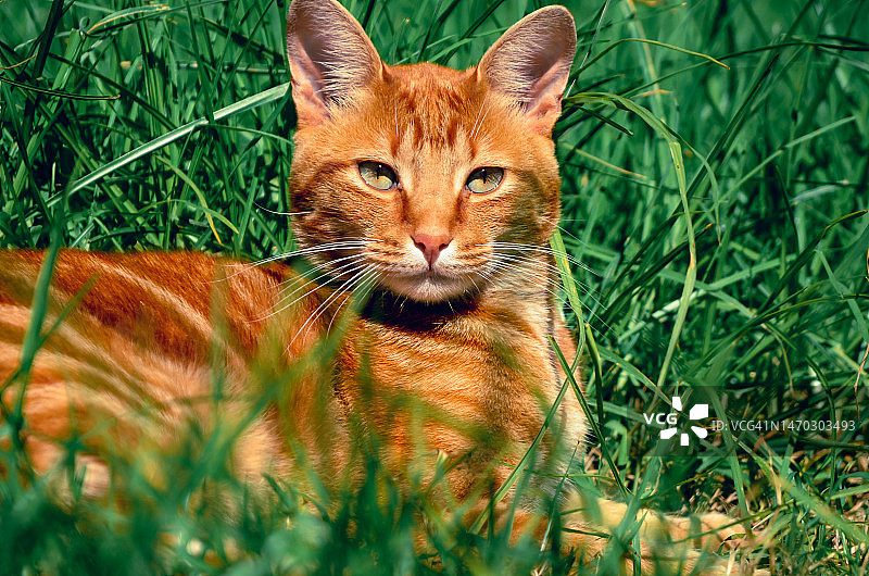 南非草地上猫咪的特写图片素材