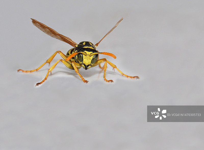 白色背景上的蜘蛛特写，意大利图片素材