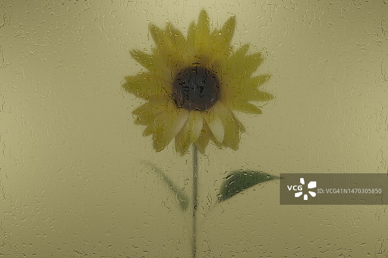 湿玻璃后的向日葵图片素材