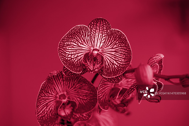 俄罗斯家中窗户上，模糊背景中的美丽虎皮兰图片素材