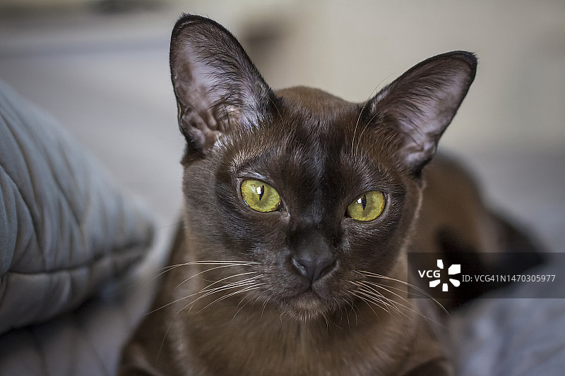 缅甸猫在家里的肖像，俄罗斯图片素材