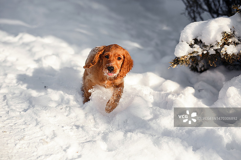 猎犬在雪地里奔跑图片素材