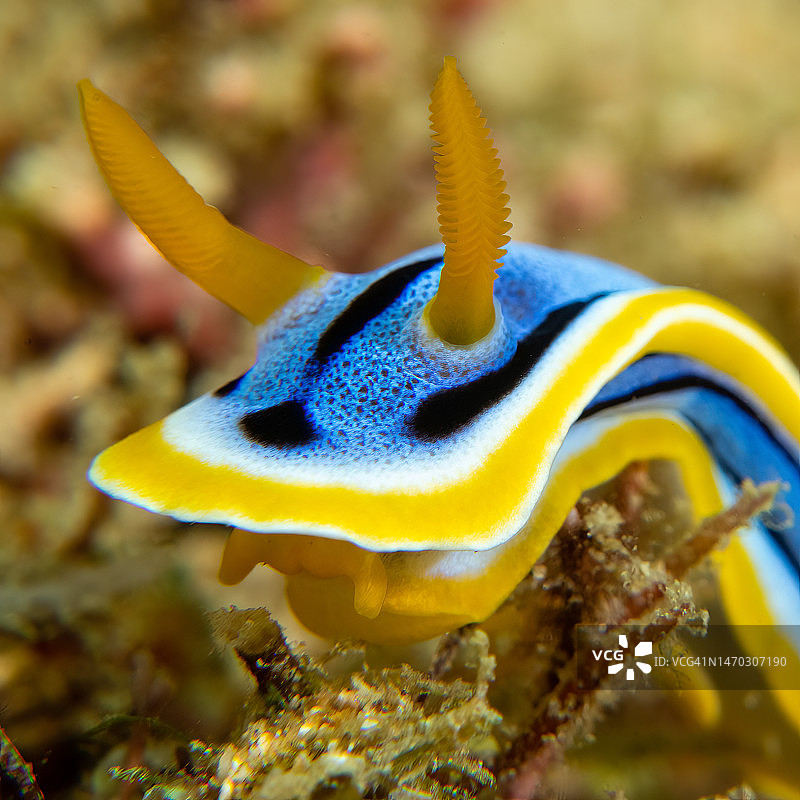 鱼在海中畅游的特写，菲律宾东方民都洛岛加莱拉港图片素材