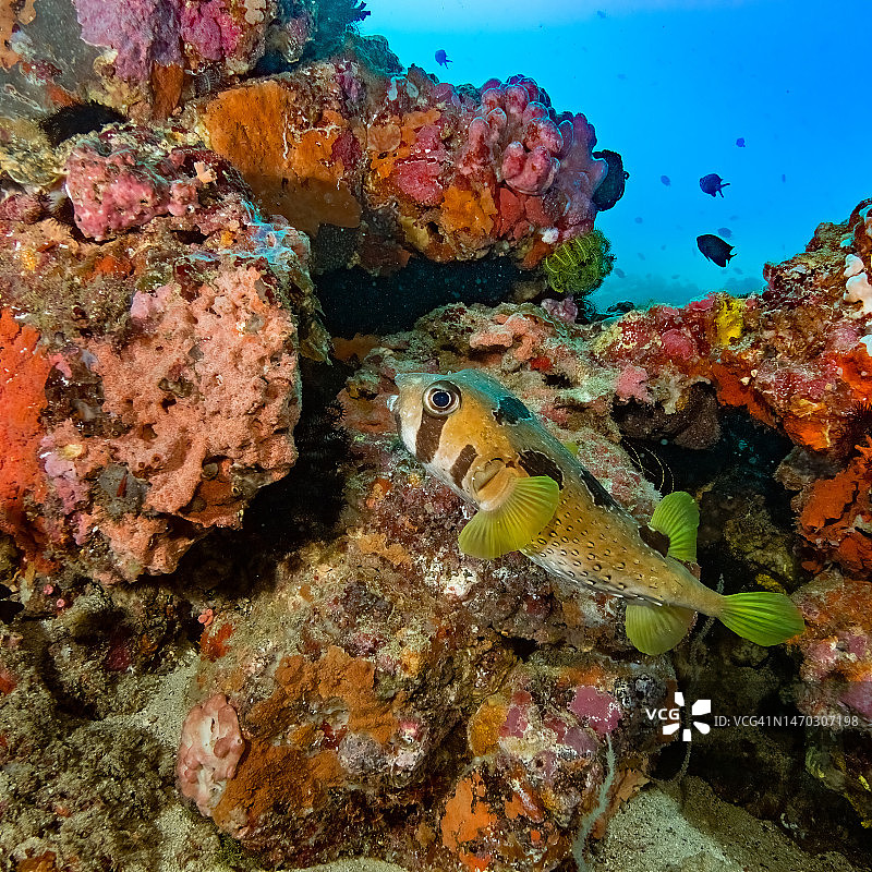 在菲律宾东方民都洛岛PG岛海域游泳的箱豚鱼特写图片素材
