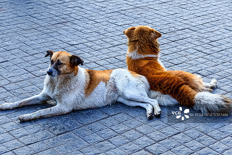 人行道上的小狗（印度西孟加拉邦巴拉克波尔）图片素材