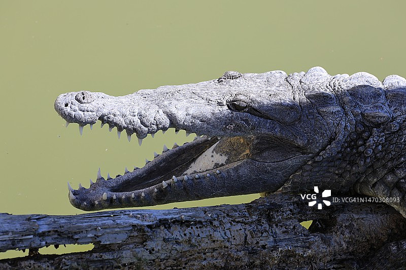 美国佛罗里达州大沼泽地美洲鳄鱼特写图片素材