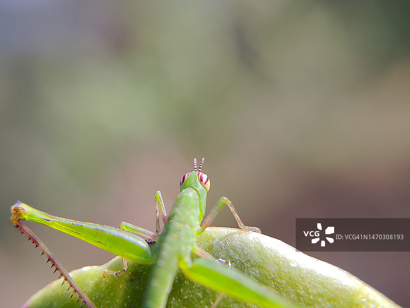 植物上的螳螂特写图片素材