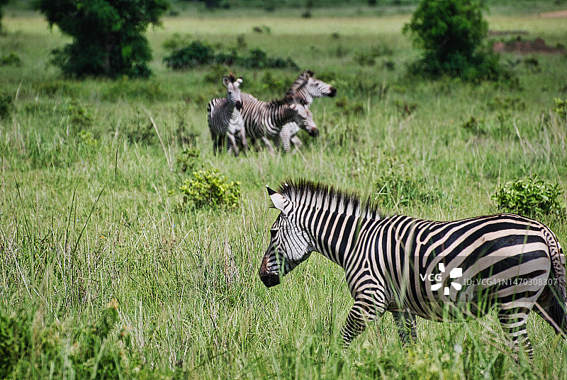 坦桑尼亚米库米国家公园的两只斑马图片素材