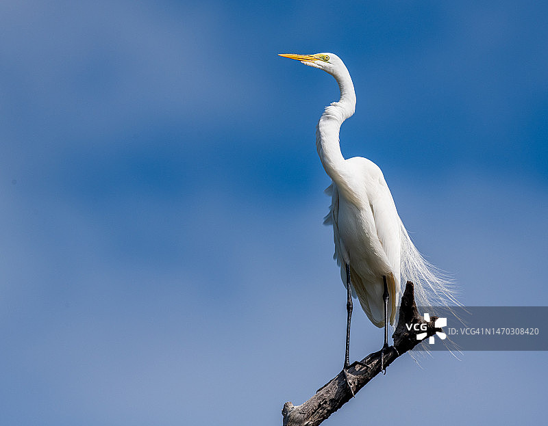 仰视鹈鹕栖息在树枝上，蜜月岛州立公园，美国图片素材