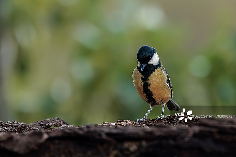 西班牙巴达霍斯歌鳾栖息在树上的特写图片素材
