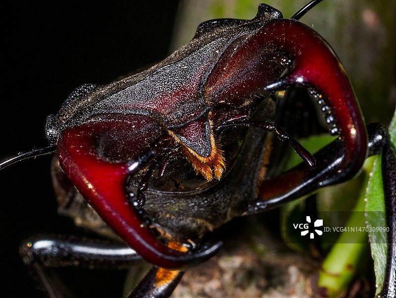 罗马尼亚植物上的甲虫特写图片素材