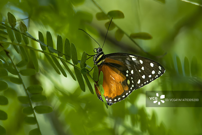 美国费尔柴尔德热带植物园树叶上蝴蝶的特写图片素材